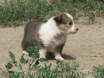puppies