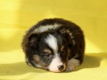 puppies