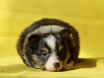 puppies