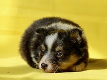 puppies