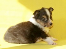 puppies