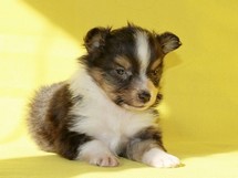 puppies