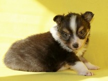 puppies