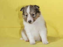 puppies