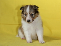 puppies