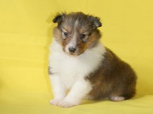 puppies