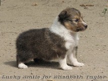 puppies