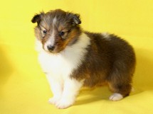 puppies