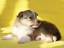 puppies