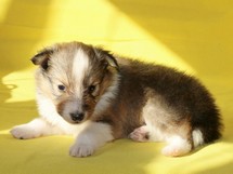 puppies