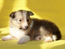 puppies