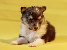 puppies