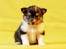 puppies