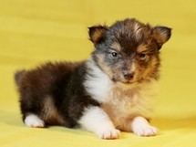 puppies