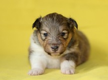 puppies