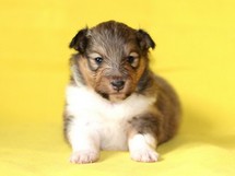 puppies