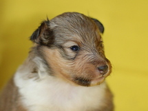 puppies