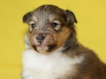 puppies
