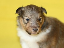 puppies