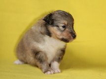 puppies