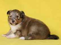 puppies