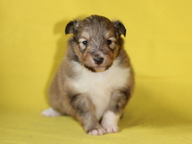 puppies