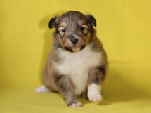 puppies