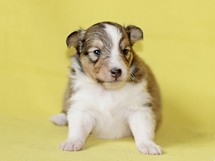 puppies