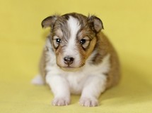 puppies