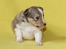 puppies