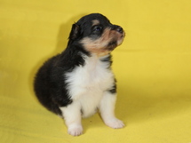 puppies