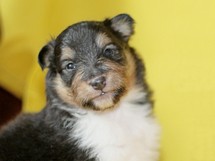 puppies