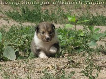 puppies