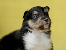 puppies