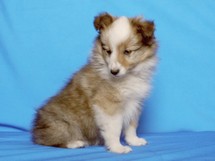 puppies