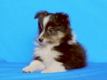 puppies