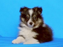 puppies