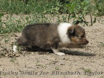 puppies