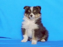 puppies