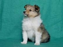 puppies