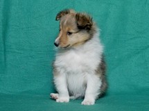 puppies