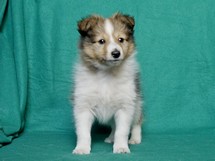puppies