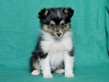 puppies