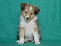 puppies