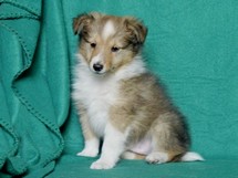 puppies