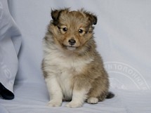 puppies