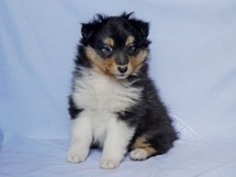 puppies