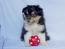 puppies