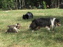 puppies
