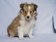 puppies